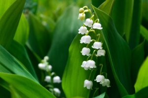 Lily of the valley flowers and a blooming hawthorn tree, symbolizing purity and protection.